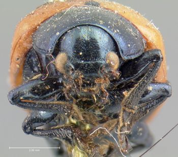Media type: image; Entomology 17300   Aspect: head frontal view
